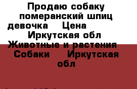 Продаю собаку померанский шпиц девочка! › Цена ­ 20 000 - Иркутская обл. Животные и растения » Собаки   . Иркутская обл.